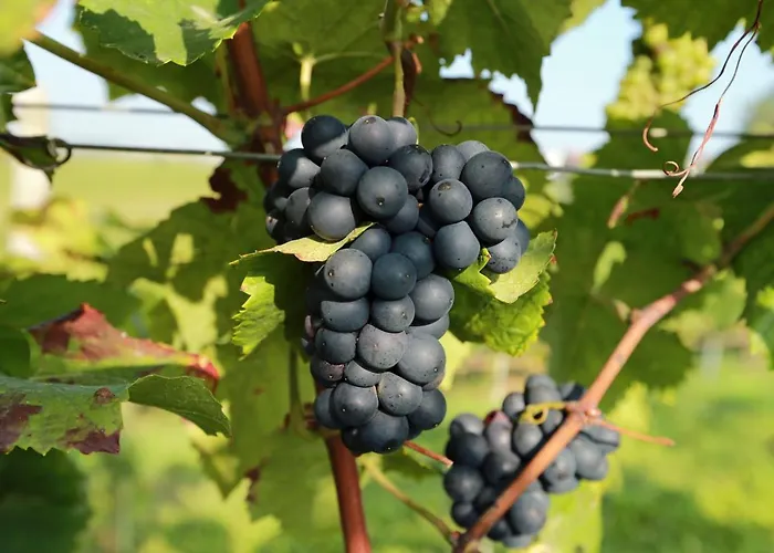 Pfalz-apartment Mein - Einzigartig In * Grosskarlbach